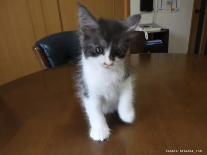 ID:2107-00277の子猫