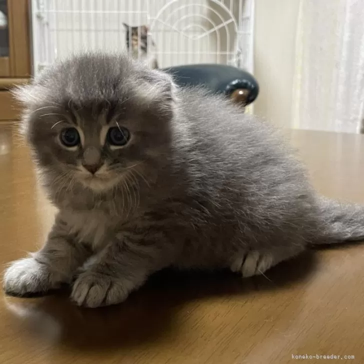 ID:2403-00552の子猫