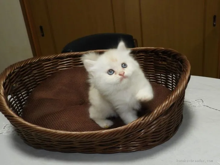 ID：2007-00245の子猫