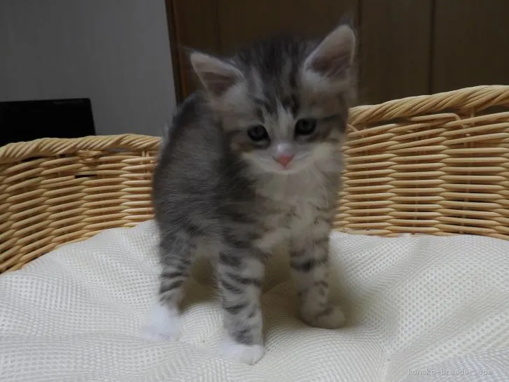 けん 様のお迎えした子猫