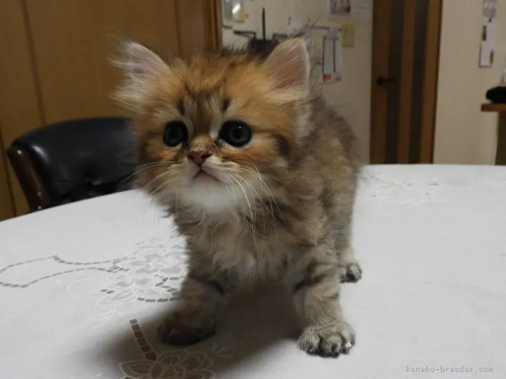 ID:2106-02153の子猫