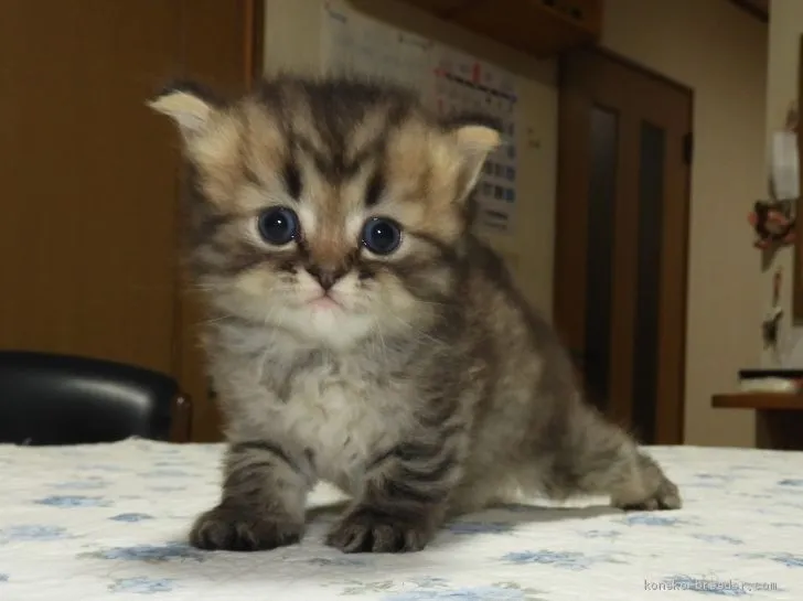 ID:2008-02185の子猫