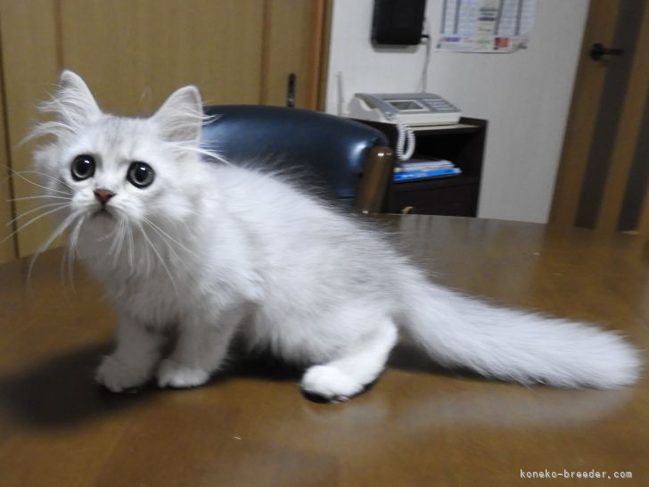 ペルシャ チンチラ 福岡県 男の子 21年5月9日 チンチラシルバー しっかり食べてガッチリして来ました みんなの子猫ブリーダー 子猫id 2106 ペルシャ チンチラ 福岡県 男の子 21年5月9日 チンチラシルバー しっかり食べてガッチリして来ました みんなの子猫ブリーダー 子猫id 2106