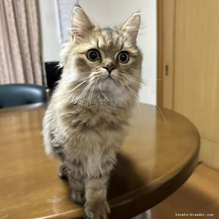 ID：2406-02435の子猫