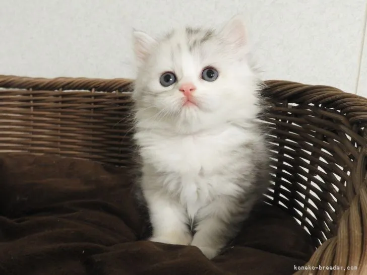 ID:2205-02658の子猫