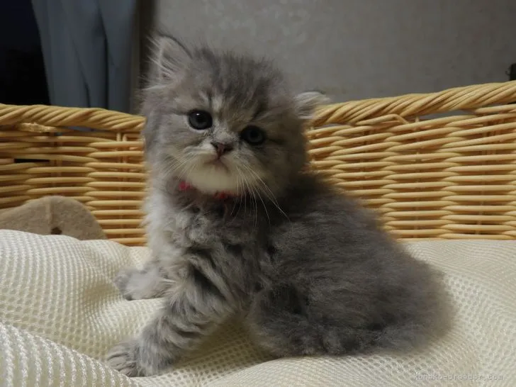 ID:2206-01351の子猫