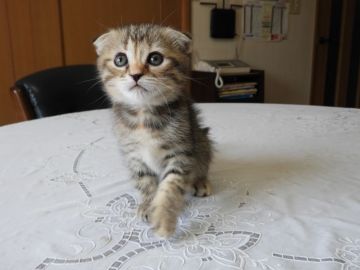 スコティッシュフォールド(折れ耳)【福岡県・女の子・2021年1月30日・ブラウンタビー】の写真「小振りですが元気いっぱいな折れ耳の女の子です♪」