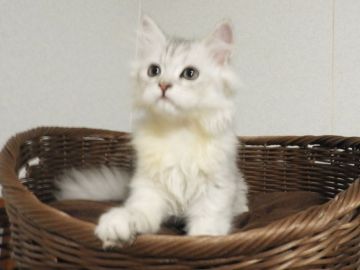 ペルシャ(チンチラ)【福岡県・男の子・2021年7月15日・チンチラシルバー】の写真「元気いっぱい活発な男の子です。」