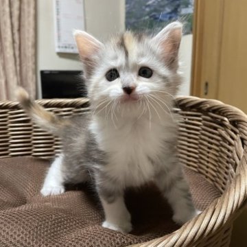 メインクーン【福岡県・女の子・2023年4月9日・キャリコ】の写真「スッキリした美猫ちゃんです。」