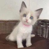 ラグドール【福岡県・女の子・2022年12月12日・ブルーポイントバイカラー】の写真1