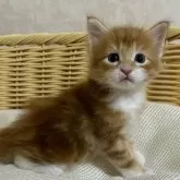 メインクーン【福岡県・男の子・2024年10月24日・レッドタビー】の写真1