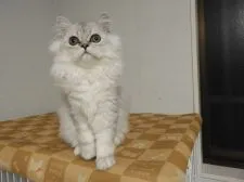 ペルシャ(チンチラ)【福岡県・男の子・2021年7月15日・チンチラシルバー】の写真1