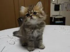 ペルシャ(チンチラ)【福岡県・女の子・2021年5月9日・チンチラゴールデン】の写真1