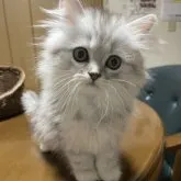 ペルシャ(チンチラ)【福岡県・女の子・2023年2月14日・シェーテッドシルバー】の写真1
