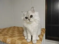 ペルシャ(チンチラ)【福岡県・男の子・2021年7月15日・チンチラシルバー】の写真2