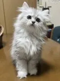 ペルシャ(チンチラ)【福岡県・女の子・2023年2月14日・シェーテッドシルバー】の写真2