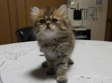 ペルシャ(チンチラ)【福岡県・女の子・2021年5月9日・チンチラゴールデン】の写真3