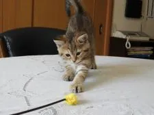 スコティッシュフォールド(立ち耳)【福岡県・女の子・2021年1月30日・ブラウンタビー】の写真3