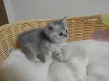 スコティッシュフォールド(立ち耳)【福岡県・男の子・2020年11月10日・シルバータビー】の写真4