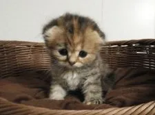 スコティッシュフォールド(折れ耳)【福岡県・女の子・2021年8月10日・ブラウンタビー】の写真4