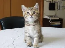 スコティッシュフォールド(立ち耳)【福岡県・女の子・2021年1月30日・ブラウンタビー】の写真4