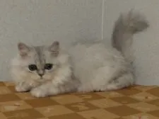 ペルシャ(チンチラ)【福岡県・男の子・2021年7月15日・チンチラシルバー】の写真4