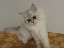 ペルシャ(チンチラ)【福岡県・男の子・2021年7月15日・チンチラシルバー】の写真5