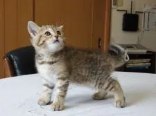 スコティッシュフォールド(立ち耳)【福岡県・女の子・2021年1月30日・ブラウンタビー】の写真5