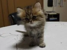 ペルシャ(チンチラ)【福岡県・女の子・2021年5月9日・チンチラゴールデン】の写真5