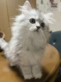 ペルシャ(チンチラ)【福岡県・女の子・2023年2月14日・シェーテッドシルバー】の写真5
