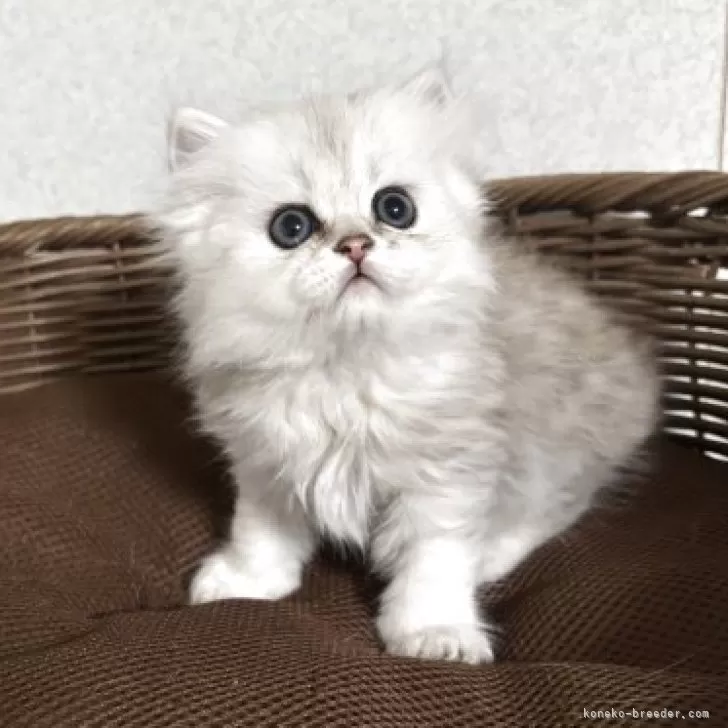 ペルシャ(チンチラ)【福岡県・女の子・2025年4月1日・チンチラ