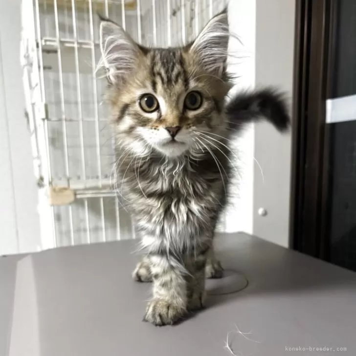 ID：2506-03364の子猫