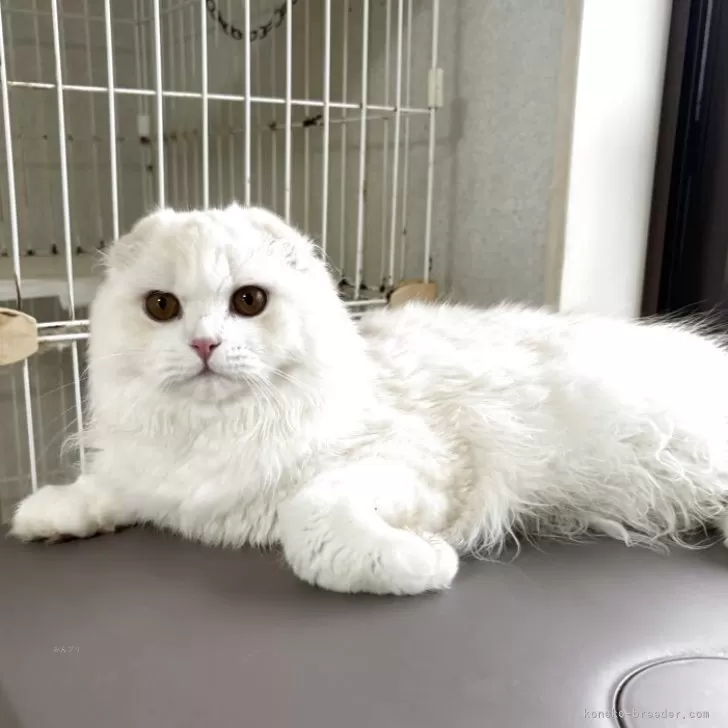 スコティッシュフォールド(折れ耳)【福岡県・男の子・2024年10月26日・クリーム】の写真1