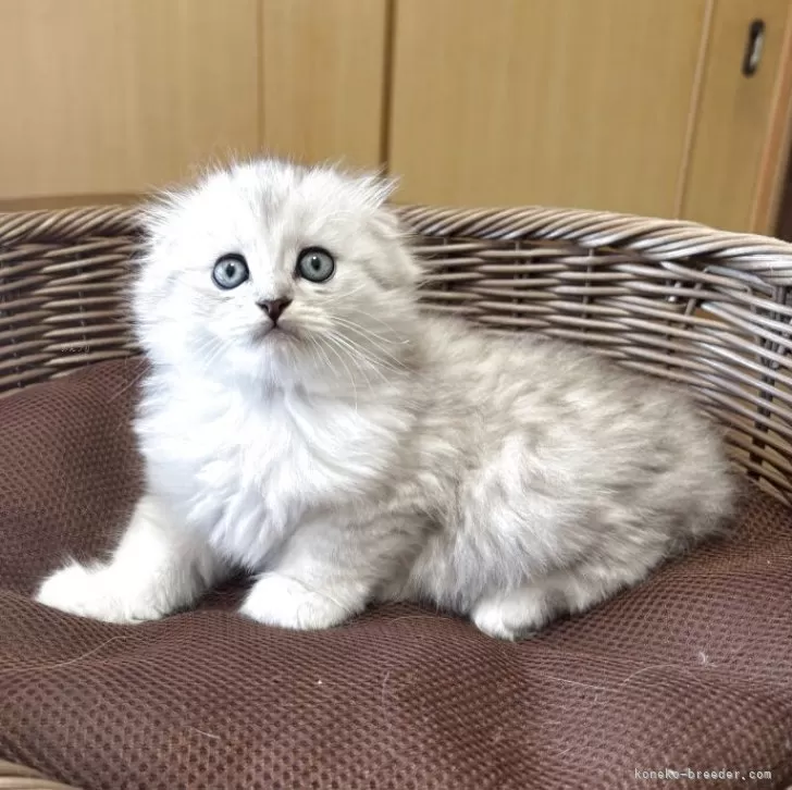 スコティッシュフォールド(折れ耳)【福岡県・男の子・2025年6月5日・シルバータビ➖】の写真1