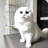 スコティッシュフォールド(折れ耳)【福岡県・男の子・2024年10月26日・クリーム】の写真2