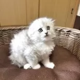 スコティッシュフォールド(折れ耳)【福岡県・男の子・2025年6月5日・シルバータビ➖】の写真2