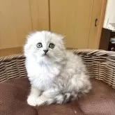 スコティッシュフォールド(折れ耳)【福岡県・男の子・2025年6月5日・シルバータビ➖】の写真3