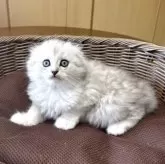 スコティッシュフォールド(折れ耳)【福岡県・男の子・2025年6月5日・シルバータビ➖】の写真4