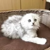 スコティッシュフォールド(折れ耳)【福岡県・男の子・2025年6月5日・シルバータビ➖】の写真5