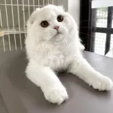 スコティッシュフォールド(折れ耳)【福岡県・男の子・2024年10月26日・クリーム】の写真5