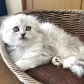 スコティッシュフォールド(折れ耳)【福岡県・男の子・2025年6月5日・シルバータビ➖】の写真6