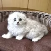 スコティッシュフォールド(折れ耳)【福岡県・男の子・2025年6月5日・シルバータビ➖】の写真8