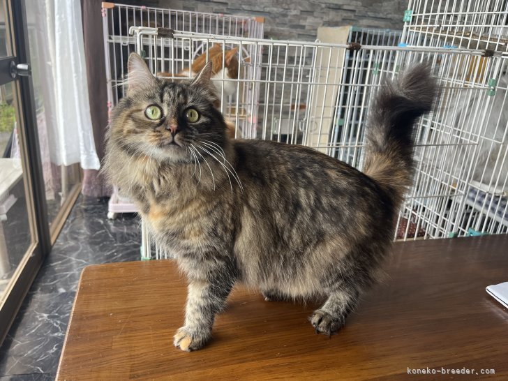 サイベリアン【・女の子・2021年1月29日・ブラウンパッチドタビー】