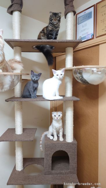 お話部屋にあるみんなで遊ぶキャットタワー🎵🐱🎵｜中嶋　純子(なかじま　じゅんこ)ブリーダー(大阪府・スコティッシュフォールドなど・MCC登録)の紹介写真2
