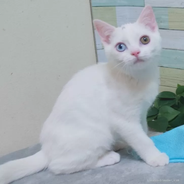 ID：2311-02257の子猫