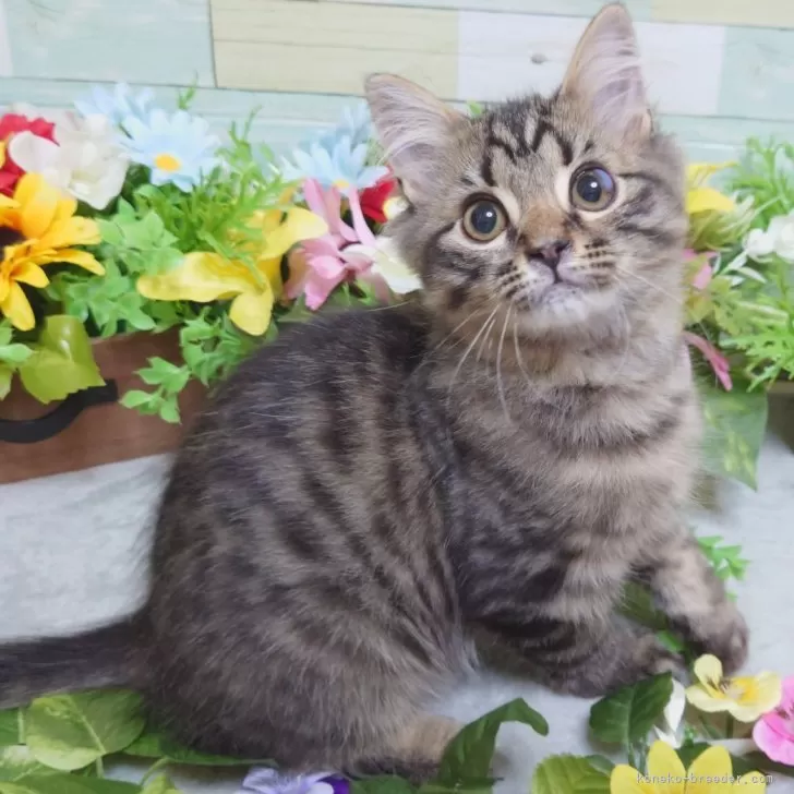 ID：2407-00020の子猫