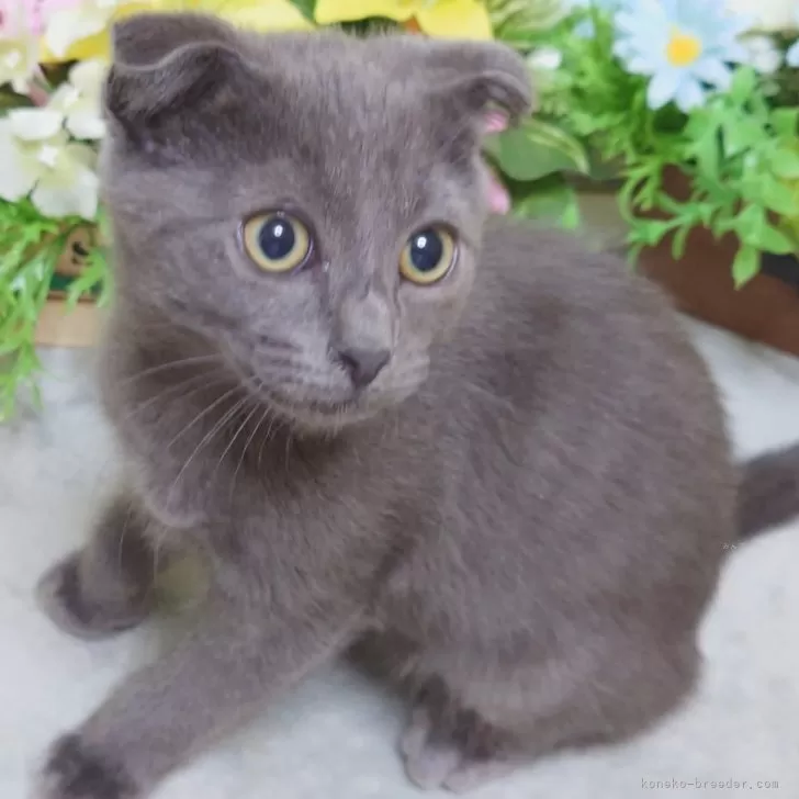 ID:2410-03039の子猫