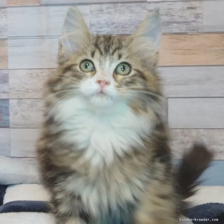 ID:2303-01358の子猫