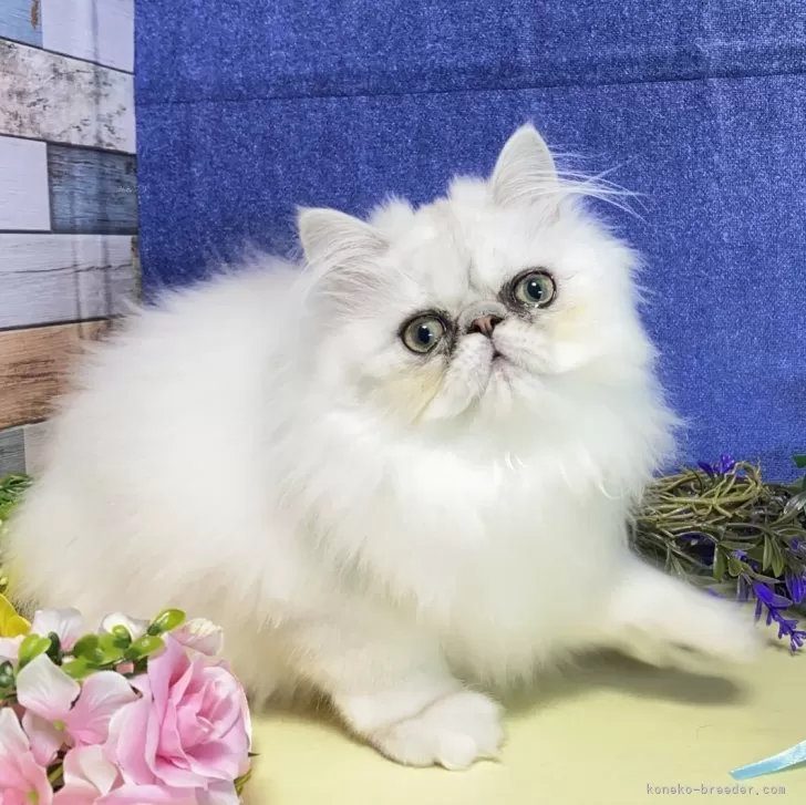 ID:2401-00206の子猫