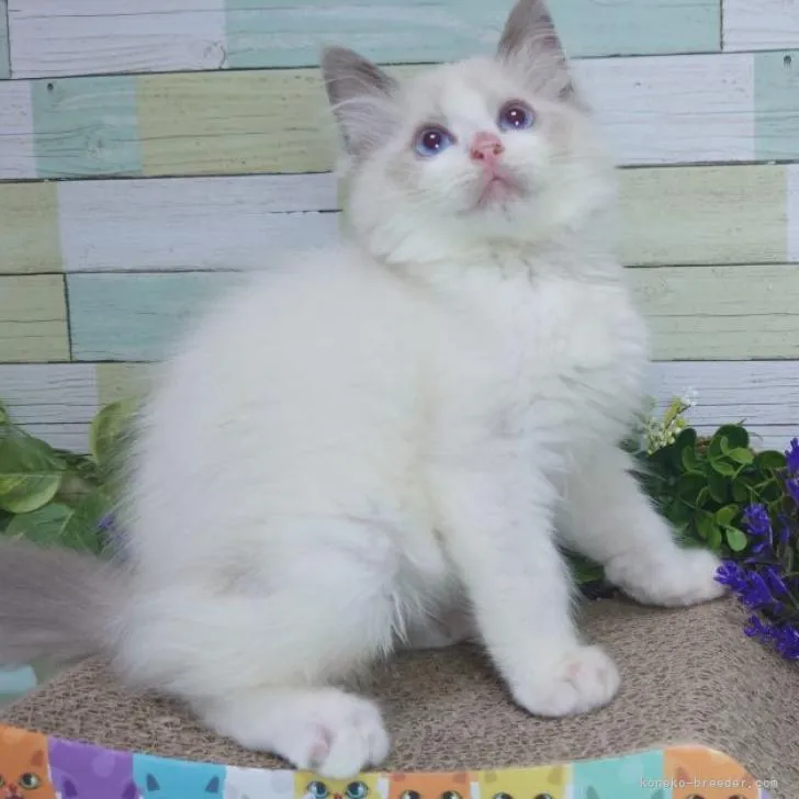 ラグドール【大阪府・男の子・2022年11月15日・ブルーポイントバイカラー】の写真1